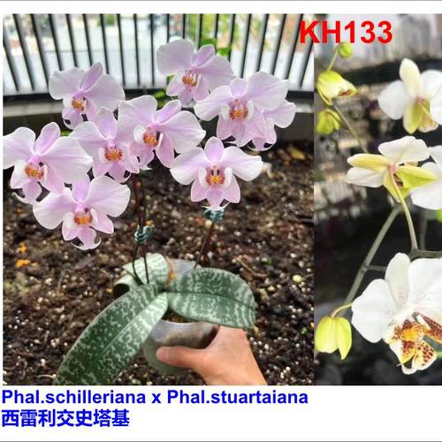 H133 西交史塔基 原生趣味蝴蝶兰室内好养基地直发