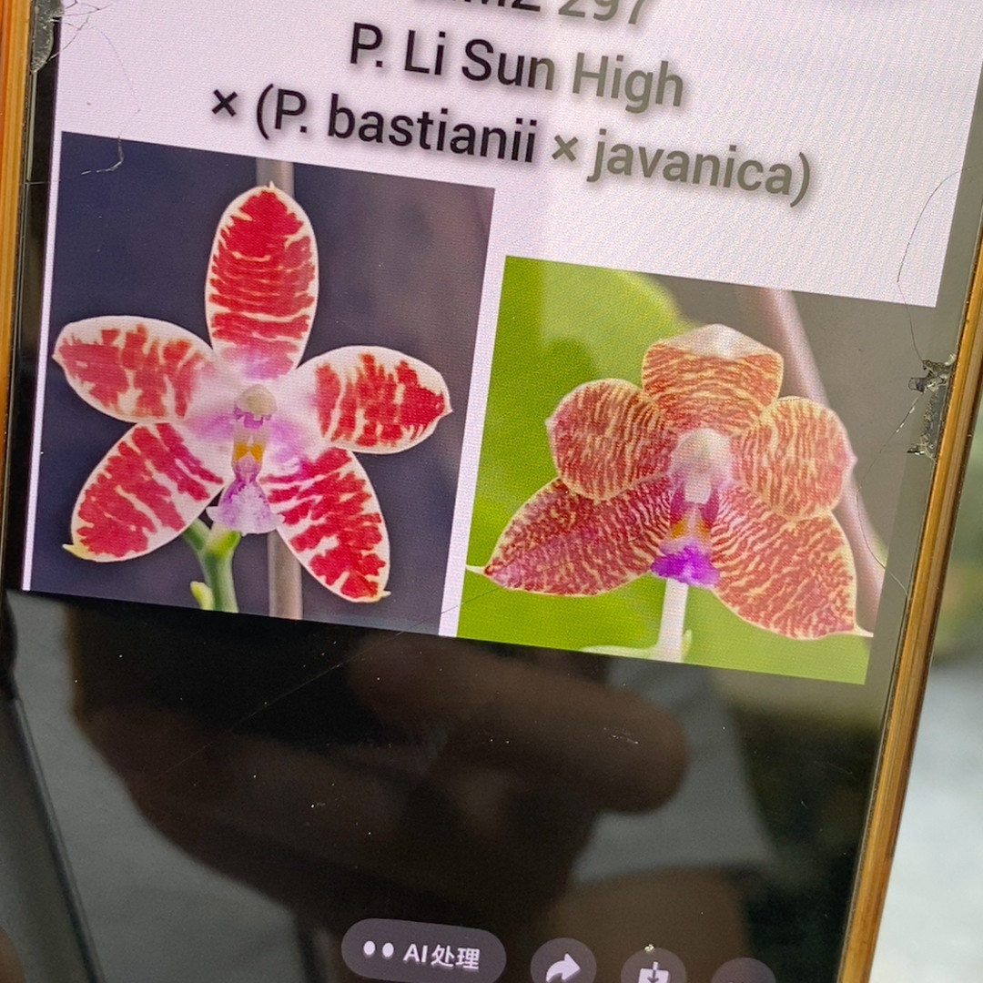 半瓶6颗出物流图片