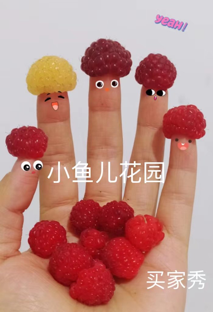 浙江〖小鱼儿花园〗双季树莓品种当年结裸根苗阳台盆栽南北方种,鲜花速递/花卉仿真/绿植园艺,观叶 /花灌木,淘宝优惠券,粉丝福利购,淘宝优惠卷