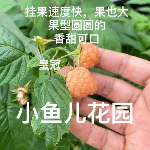 皇冠红钻月光涌新枫糖树莓观花