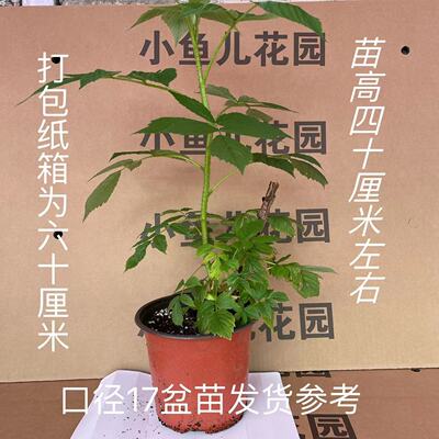 大杯苗树莓苗多季开花