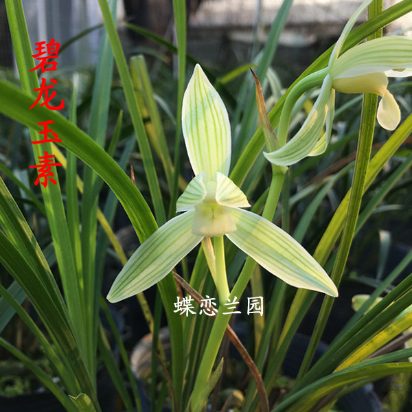 蝶恋兰园 碧龙玉素 精选兰花苗莲瓣兰办公室花卉绿植盆栽兰草包邮