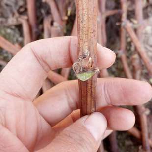 葡萄枝条接穗夏黑甜蜜蓝宝石嫁接枝条巨峰阳光玫瑰葡萄苗扦插枝条