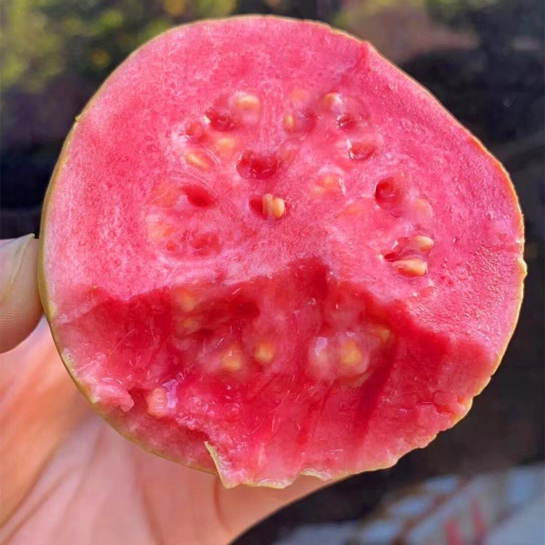 广西软糯红心芭乐5斤新鲜水果番番石榴/芭乐