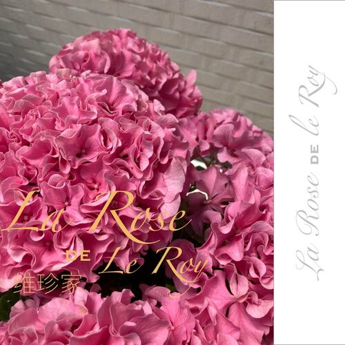 维珍家日本绣球新品摇摇摆摆