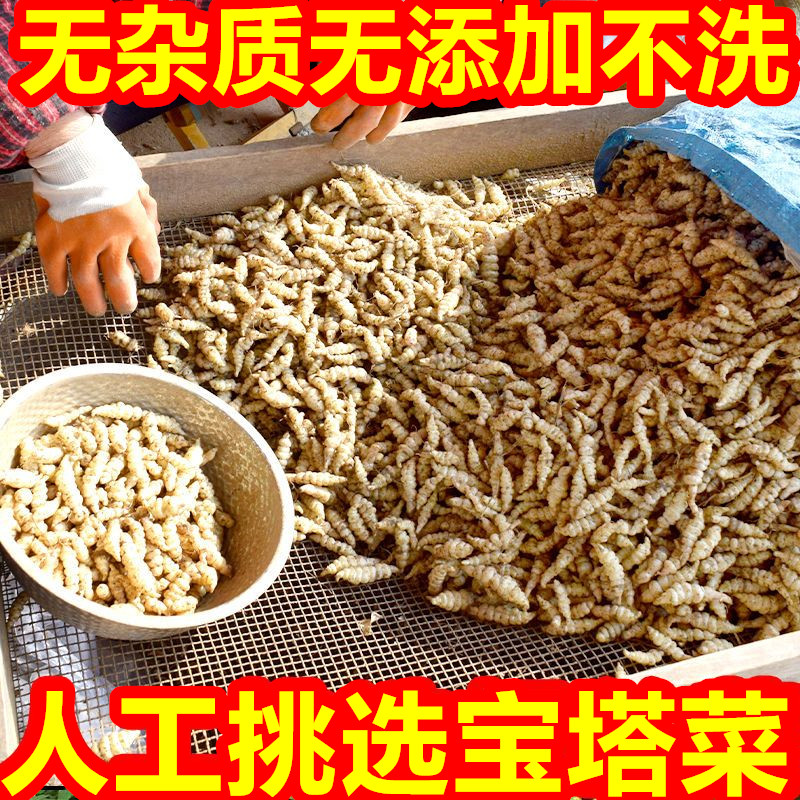 新鲜地环菜螺丝菜地牯牛菜农家蔬菜现挖现发地梨地虫地蚕子宝塔菜