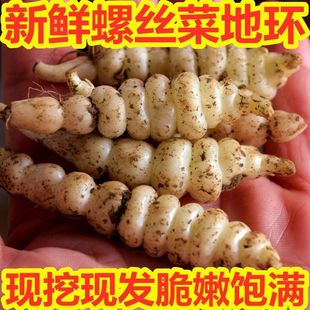 新鲜螺丝菜地环菜地牯牛菜农家蔬菜现挖现发地梨地虫地蚕子宝塔菜