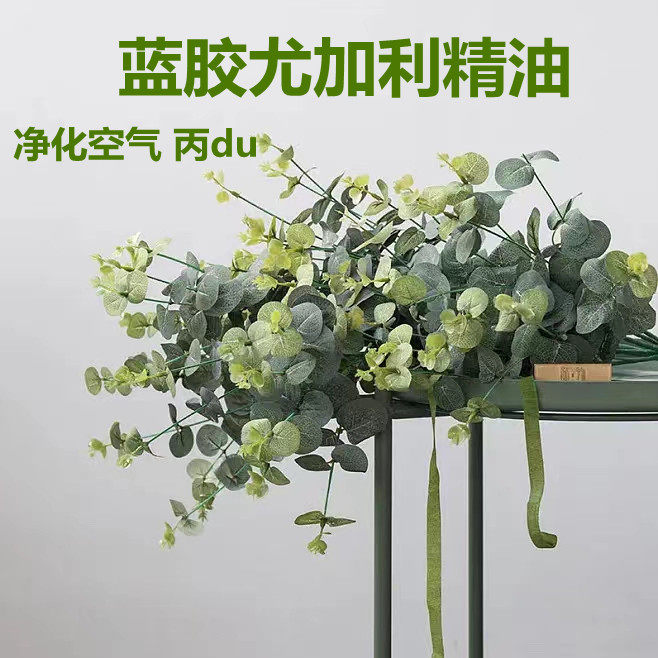 【大瓶】蓝胶尤加利精油50ml净化空气顺畅通鼻提神桉树油单方精油