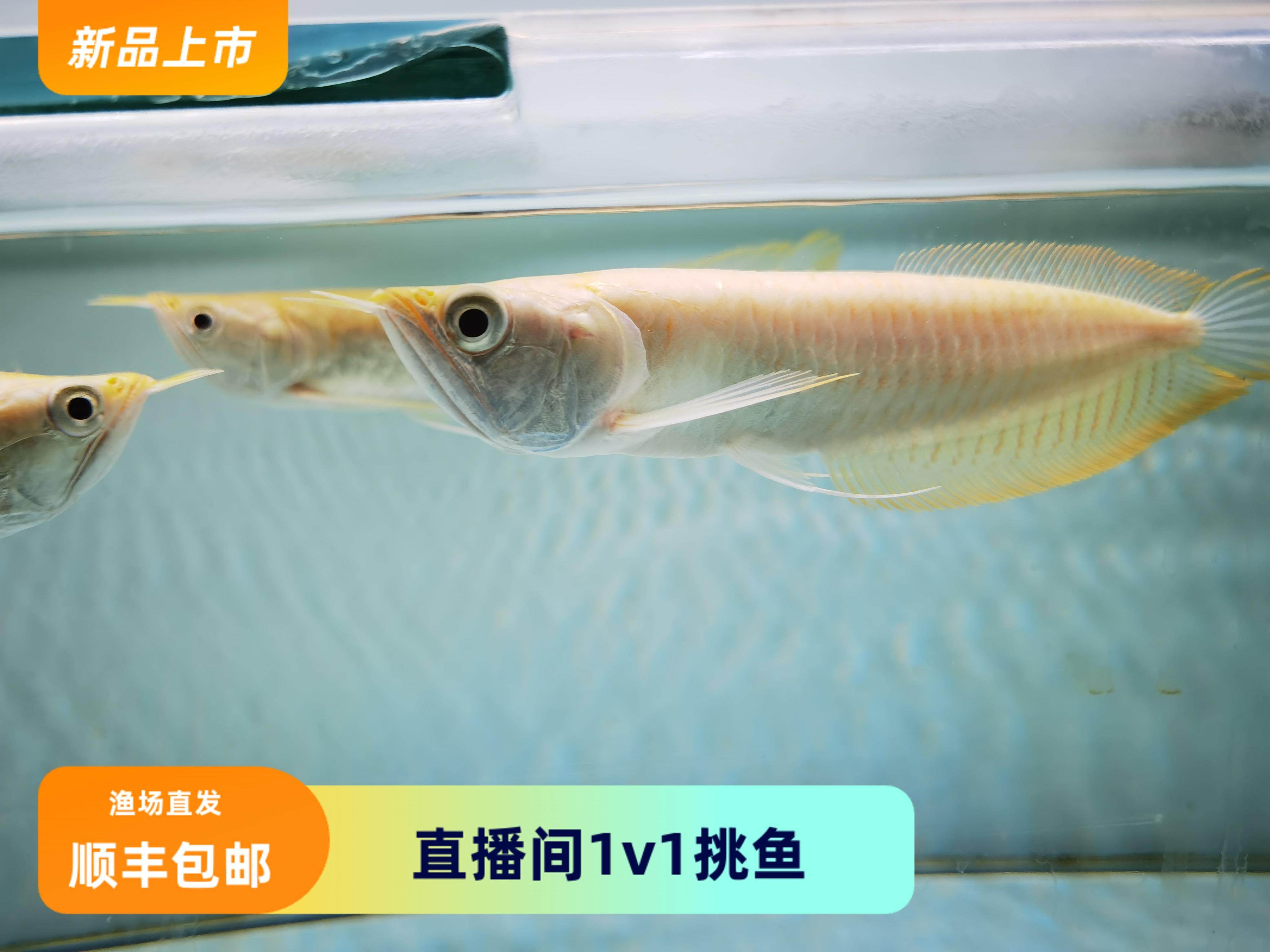 黄化银龙白子银龙鱼 新手练手鱼 混养好养大型热带观赏鱼