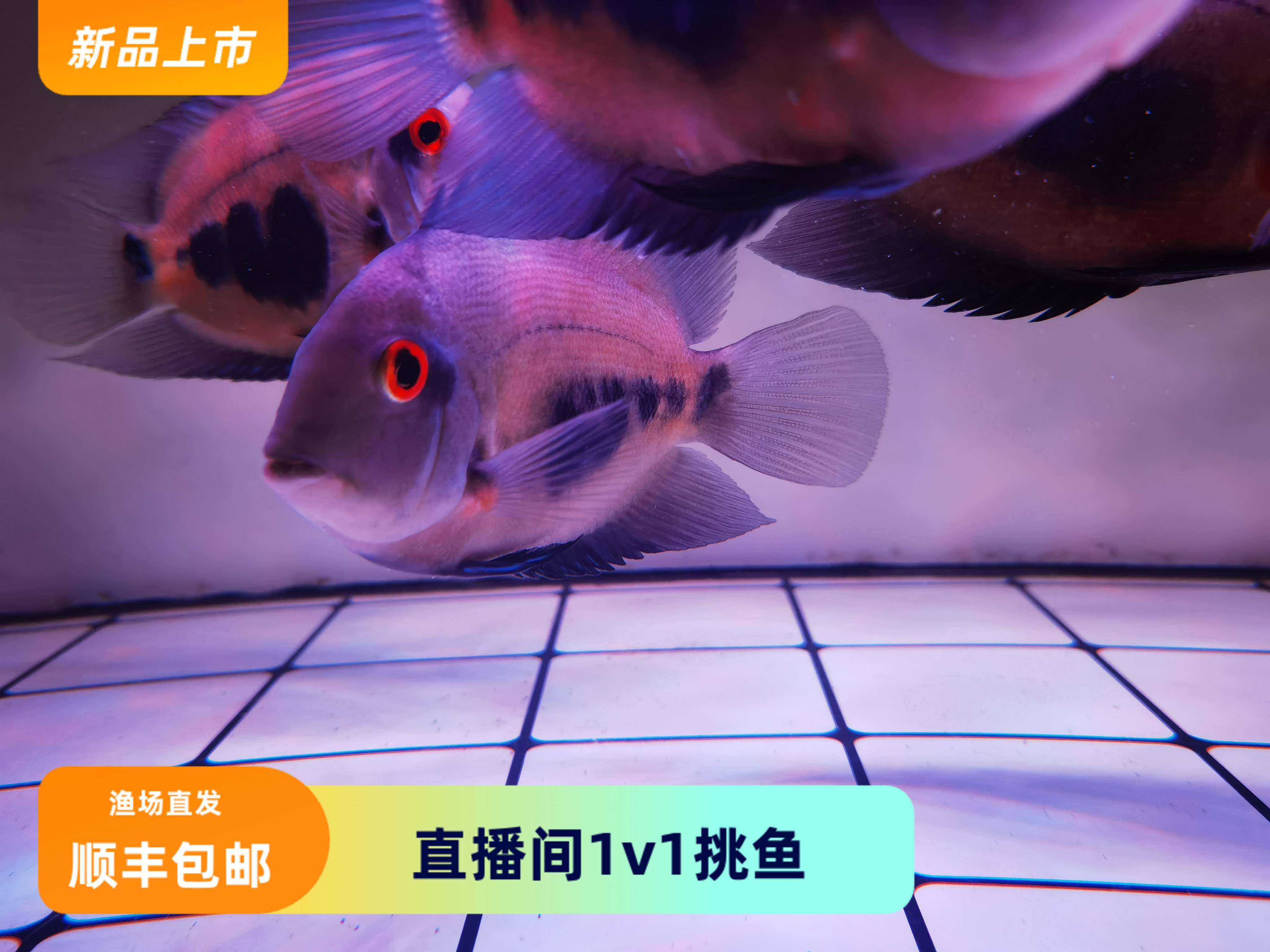 黑云大吉大利热带鱼观赏鱼淡水鱼北京顺丰包邮风水龙鱼配鱼