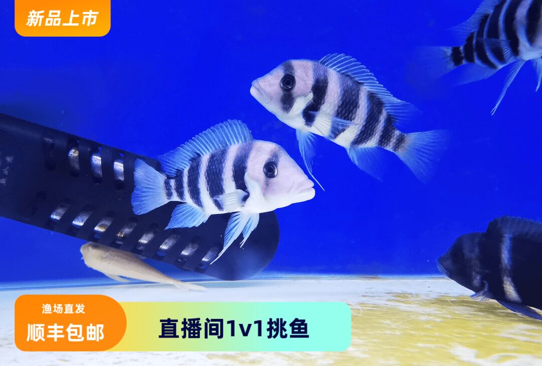 六间萨伊蓝皇冠六间活体鱼观赏鱼三湖慈鲷中层配鱼渔场直销北京