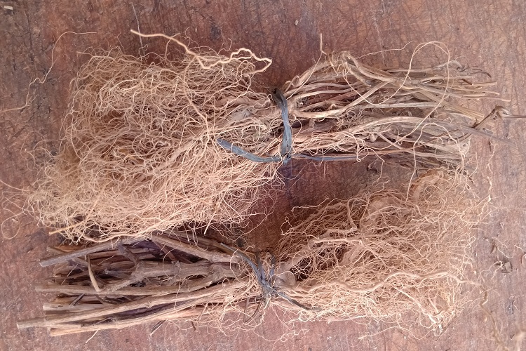 野生鬼针草草头新鲜晒干三叶鬼针草根系粘人草鬼针草根茎粘身草