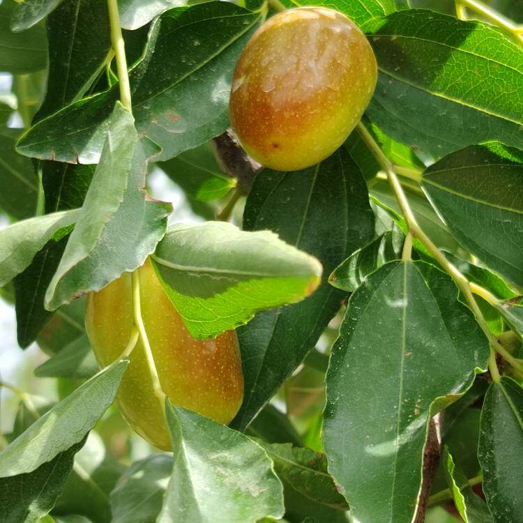 新疆红枣特产新鲜阿拉尔枣园2025一级新红枣下单现摘3斤包邮