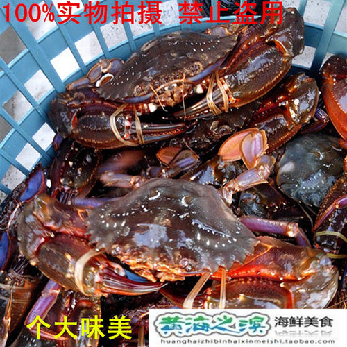 连云港特产海鲜 鲜活海蟹 红石蟹 靠山红 赤甲红螃蟹85元/500克