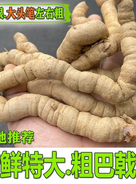 特级老粗新鲜巴戟天中药材鸡肠风凤眼根巴戟产地新鲜现挖500g包邮