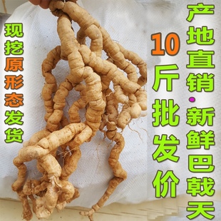 郁南特产新鲜巴戟天中药材鸡肠风凤眼根鲜巴戟产地特价产地包邮