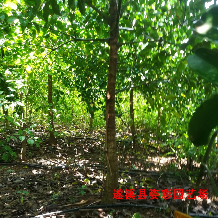 幌伞枫富贵树幸福树招财办公室内客厅风水大型网红绿植盆栽北欧风