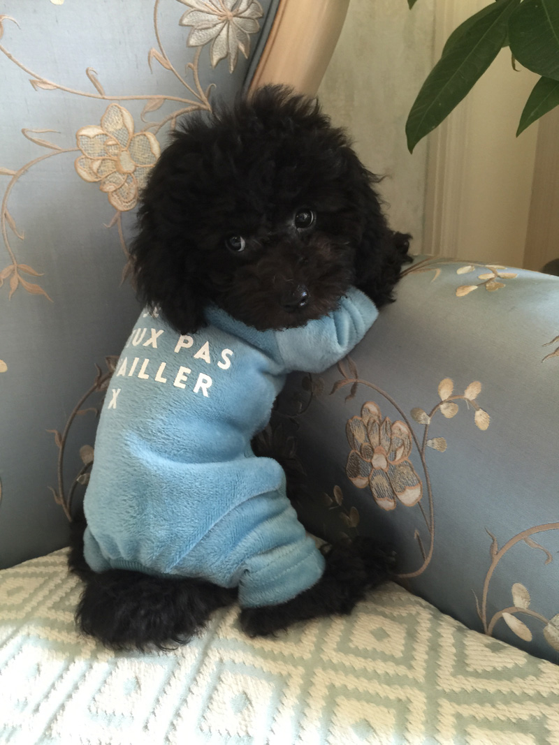 日本beache宠物衣服天蓝色纯棉