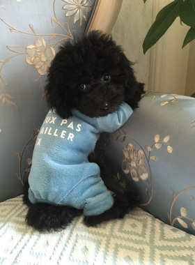 日本BEACHE宠物衣服四脚衣天蓝色时尚纯棉单面绒泰迪比熊四脚衣