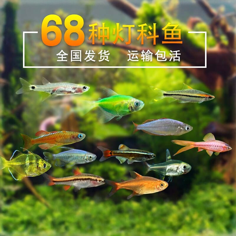热带观赏鱼小型灯科鱼活体红绿灯斑马淡水金鱼神仙鱼苗清道夫孔雀