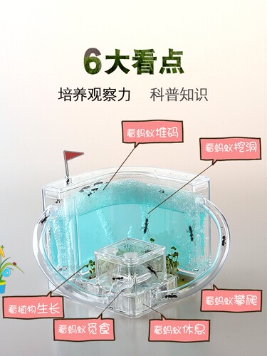 有趣生物蚂蚁工坊弓背蚁蚁巢庄园