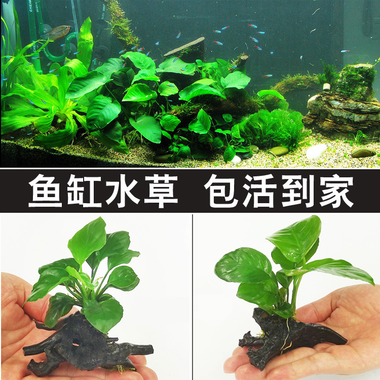 鱼缸水草造景淡水活体植物鱼缸装饰水草沉木水族箱造景懒人真水草