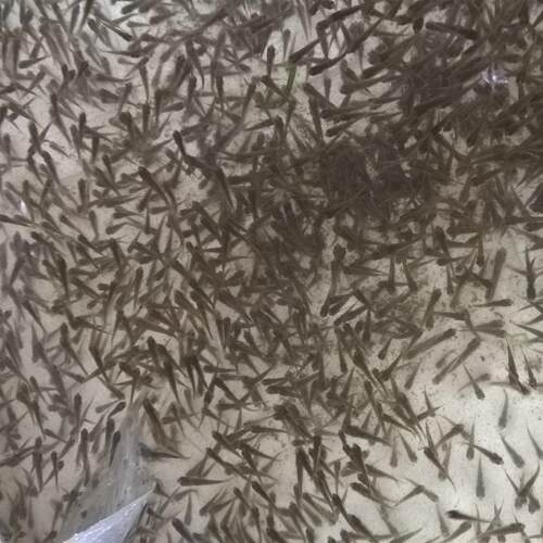 活体淡水养殖饲料鳄龟鱼苗