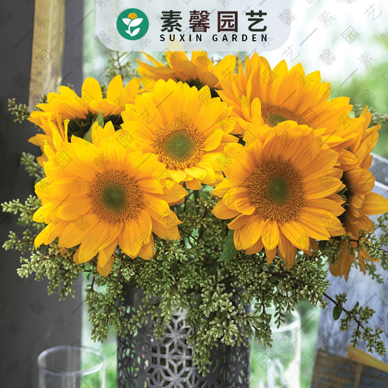切花向日葵素材模板 切花向日葵图片下载 小麦优选