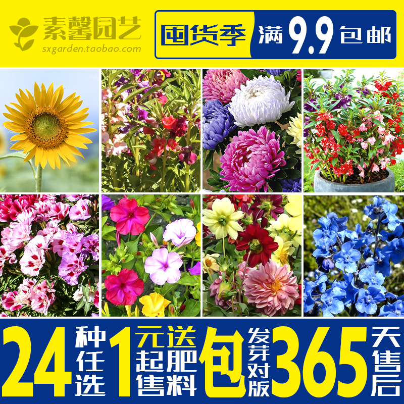 花種子向日葵鳳仙花勿忘我四季種易活開花不斷景觀花籽滿9.9包郵