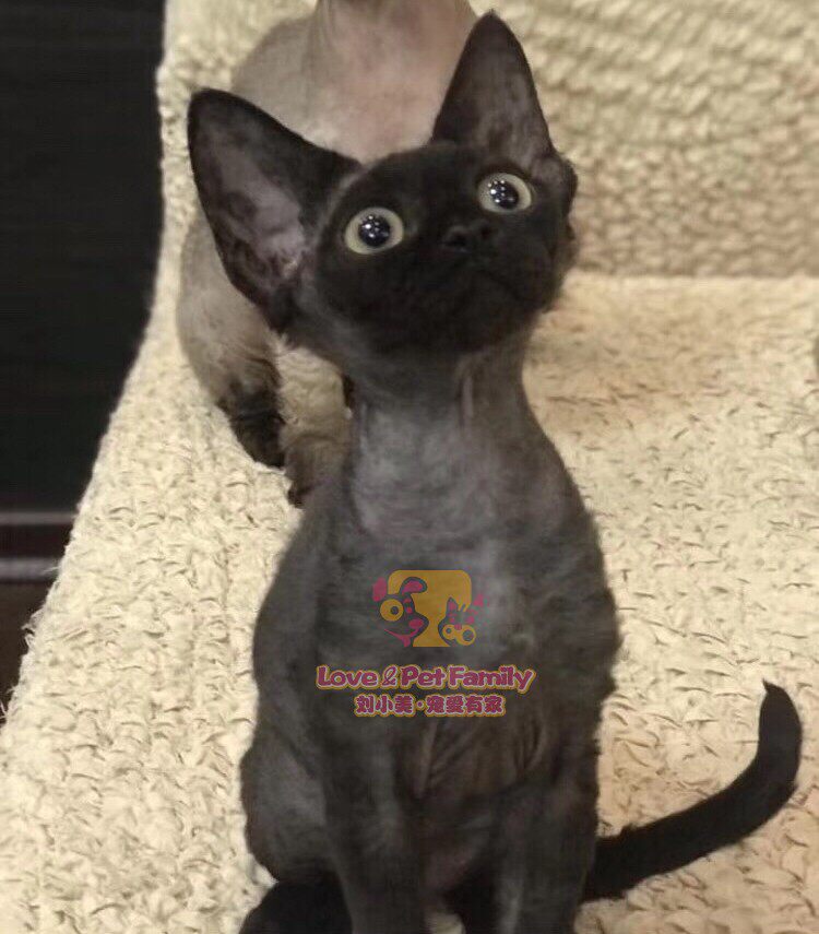 深圳注册Cfa猫舍  俄罗斯德文猫活体 纯黑德文妹妹4月龄 带证