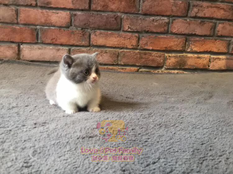 猫舍繁育 英短蓝白幼猫 正八满背通脖高颜值矮脚蓝白妹妹 预定