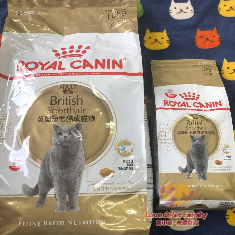 法国皇家美短成猫
