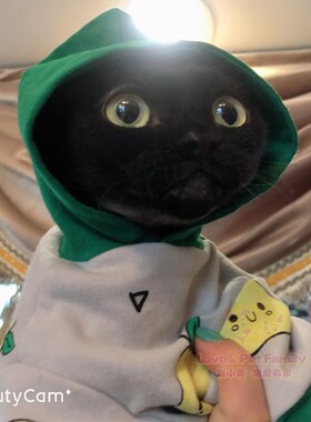 深圳注册Cfa猫舍 乌克兰德文猫活体 纯黑德文妹妹成母 带证