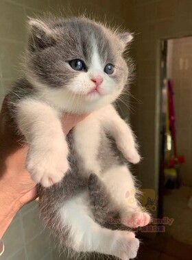 CFA猫舍繁育 正八满背五粉 纯种名血英短蓝白猫咪高颜值妹妹 预定