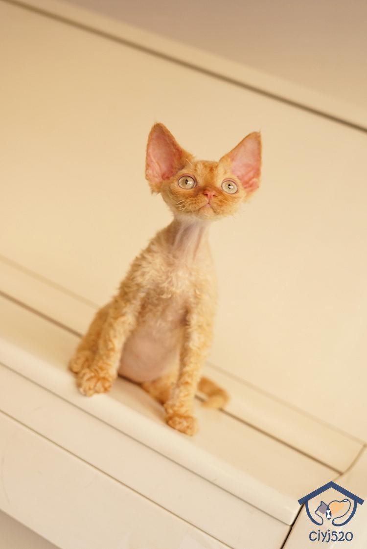 深圳注册cfa猫舍国外卷毛弟弟3月