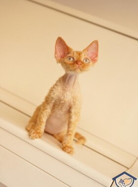 深圳注册Cfa猫舍 国外引进血线 红虎斑 德文卷毛弟弟橘色  3月龄