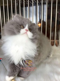 2月龄 爆毛小狮子 CFA注册猫舍 繁育高地蓝白弟弟