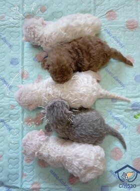 深圳注册Cfa猫舍 纯血纯合子赛尔凯克卷毛猫弟弟妹妹父母海归预定