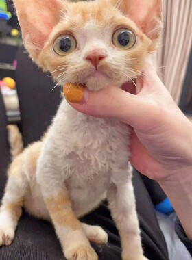 深圳注册Cfa猫舍国外引进种猫 德文乳白弟弟2个月 带证