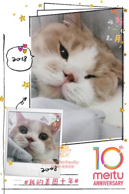 深圳本地cfa注册猫舍乳白英短