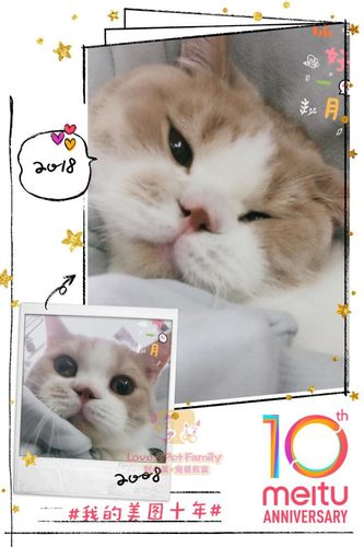 深圳本地cfa注册猫舍乳白英短