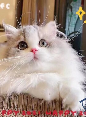 深圳注册CFA猫舍繁育 拿破仑矮脚蓝虎斑加白矮脚弟弟5月龄