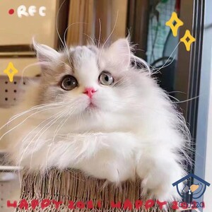 深圳繁育拿破仑矮脚蓝虎斑猫舍