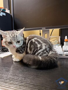 3个半月 银虎斑加白起司弟弟高颜值 CFA注册猫舍 美国短毛猫