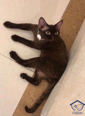 深圳注册Cfa猫舍 德文猫活体 巧克力色德文弟弟父母海归 借配