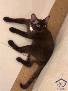 借配 巧克力色德文弟弟父母海归 深圳注册Cfa猫舍 德文猫活体