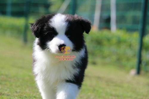 双血统边境牧羊犬