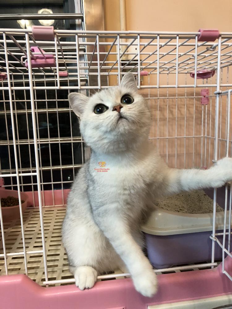 深圳猫舍自家繁育 英短银渐层 纯种名血英短银渐层猫妹妹 6个月