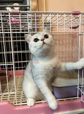 深圳自家繁育纯种英短银渐层猫舍