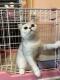 6个月 纯种名血英短银渐层猫妹妹 深圳猫舍自家繁育 英短银渐层